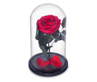Trandafir criogenat rosu in cupola de sticla, rezista 25 ani, cu mesaj scris