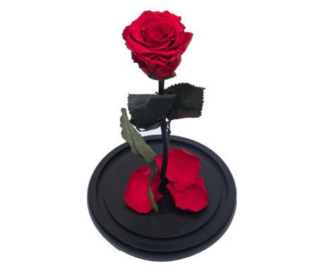 Trandafir criogenat rosu Ø=6,5cm in cupola de sticla 10x20cm, rezista 25 ani