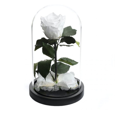 Trandafir criogenat alb cu diametrul de 6,5cm in cupola de sticla de dimensiune 10x20cm, rezista 25 ani, cadou special pentru fe