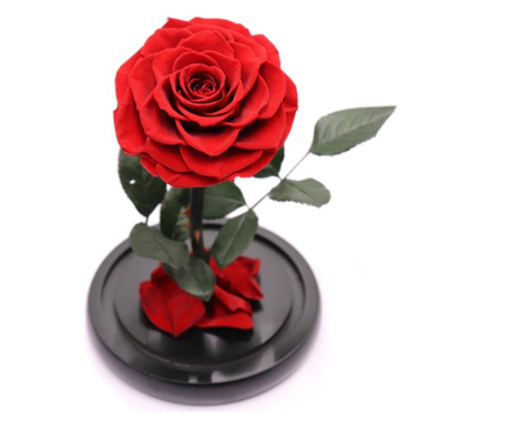 Trandafir criogenat bella rosu in cupola de sticla, rezista pana la 25 ani