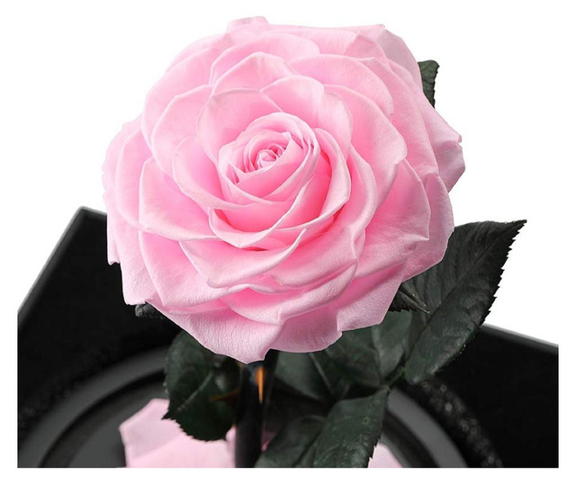 Trandafir criogenat bella roz in cupola de sticla, rezista pana la 25 ani