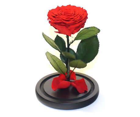 Trandafir criogenat xxl rosu in cupola sticla (Ø=9-9,5cm, rezista 25 ani)