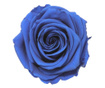Trandafir criogenat premium albastru dark in cupola sticla, rezista pana la 25 ani