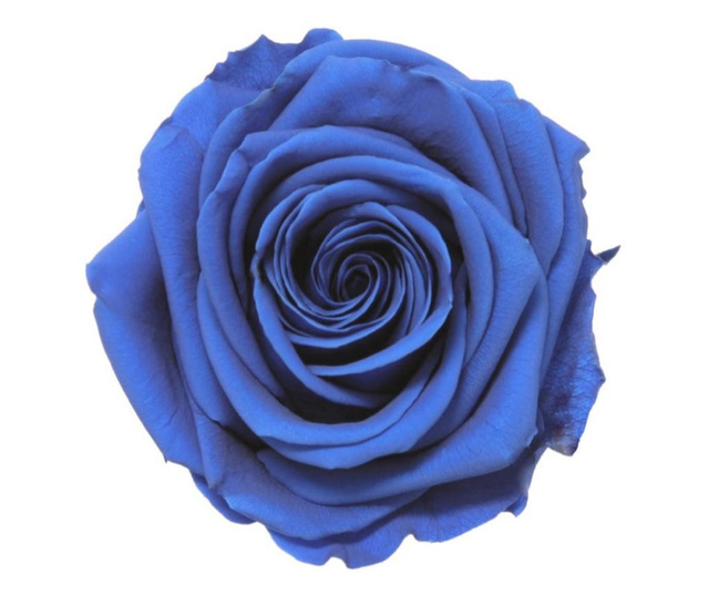 Trandafir criogenat premium albastru dark in cupola sticla, rezista pana la 25 ani