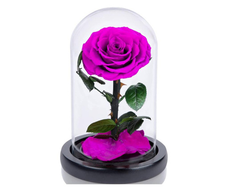 Trandafir criogenat purpuriu in cupola de sticla, rezista 25 ani