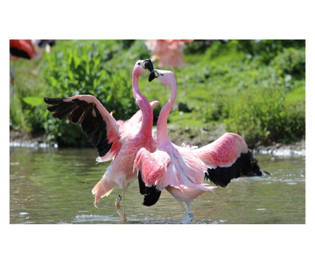 Fototapet autoadeziv Flamingo roz, 100x150 cm