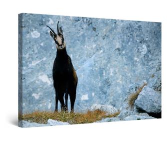 Tablou DualView Startonight Capra de Munte, luminos in intuneric, 60 x 90 cm
