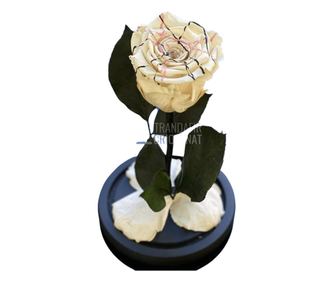 Trandafir Criogenat alb festival Ø6,5cm in cupola 10x20cm