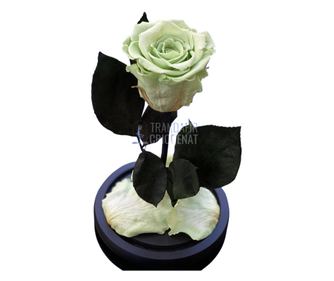 Trandafir Criogenat verde pal Ø6,5cm in cupola 10x20cm