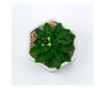 Planta suculenta artificiala in ghiveci F419-308-1 Pami Flower 5x6.5 cm Verde thumbnail 3