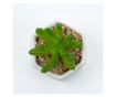 Planta suculenta artificiala in ghiveci F419-308-2 Pami Flower 5x6.5 cm Verde thumbnail 3