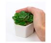 Planta suculenta artificiala in ghiveci F419-308-11 Pami Flower 5x6.5 cm Verde thumbnail 2