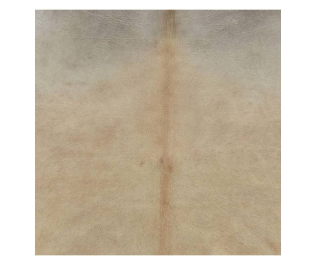 Tepih od prirodne kravlje kože, bež, 150 x 170 cm - 3