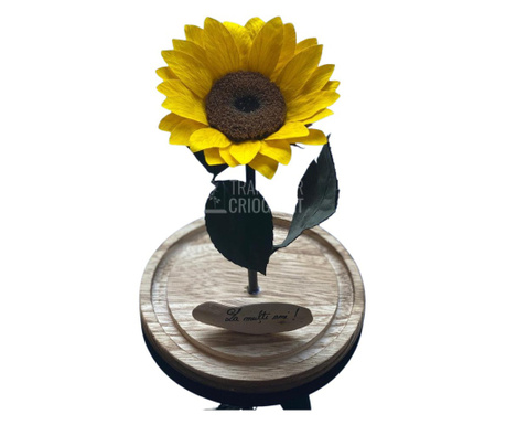 Floarea Soarelui Criogenata Ø10-12cm in cupola sticla mare