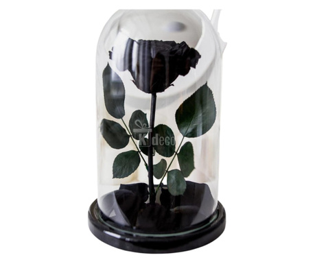Trandafir Criogenat negru mare Ø9,5cm in cupola sticla 12x25cm