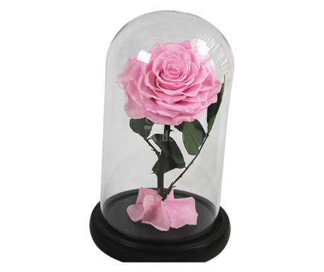 Trandafir Criogenat bella roz Ø8cm in cupola 10x20cm