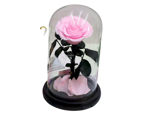 Trandafir Criogenat roz bridal bella Ø8cm in cupola 10x20cm