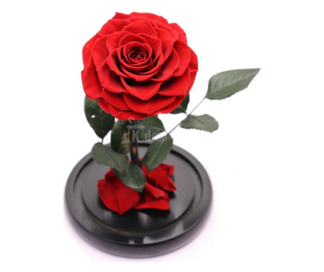 Trandafir Criogenat bella rosu Ø8cm in cupola 12x25cm