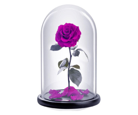 Trandafir Criogenat bella purpuriu Ø8cm in cupola 12x25cm