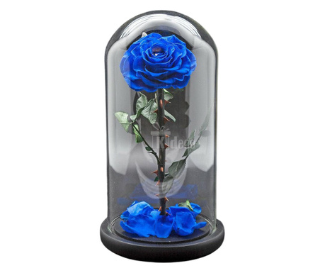 Trandafir Criogenat bella albastru Ø8cm in cupola 12x25cm
