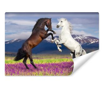 Fototapet pentru Birou CAI Lavanda Munti 3D  254x184cm