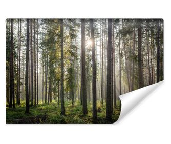 Fotótapéta szalonba, Erdő - Természet Nap, Fák, Vlies, Divat, Könnyen tisztítható, Mod 450x300cm