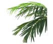 Umjetna palma Phoenix s loncem, zelena, 190 cm