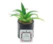 PAMI Artificial Succulent in Ceramic Pot, F1021-42, 6x15cm Model B