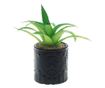PAMI Artificial Succulent in Ceramic Pot, F1021-42, 6x15cm Model B