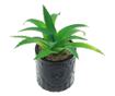 PAMI Artificial Succulent in Ceramic Pot, F1021-42, 6x15cm Model B
