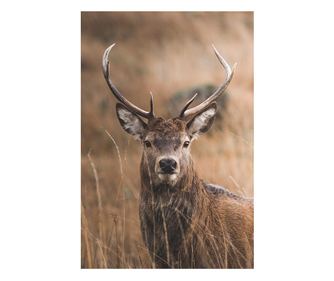 Slika, Majestic Deer, 50x70cm