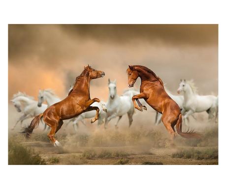 Картина на платно, Stalions Fight, 50x70cm