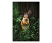 Картина на платно, Squirrel, 20x30cm