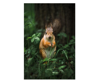 Картина на платно, Squirrel, 30x50cm