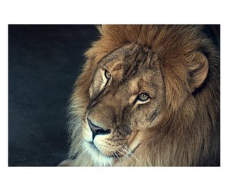 Картина на платно, African Lion, 50x70cm