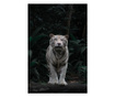 Картина на платно, White Tiger, 70x100cm