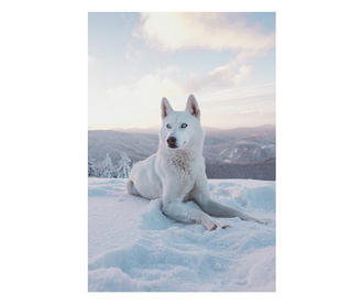 Картина на платно, White Husky, 30x50cm