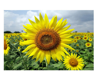 Картина на платно, Sunflower, 30x50cm