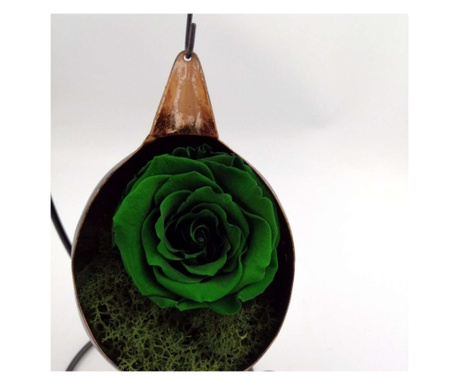 Trandafir Criogenat pe pat de muschi in fotoliu suspendat - Verde