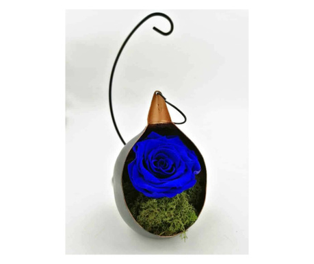 Trandafir Criogenat pe pat de muschi in fotoliu suspendat - Albastru