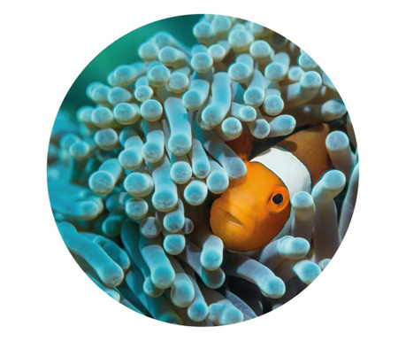Okrągła fototapeta Nemo the Anemonefish, 142,5 cm