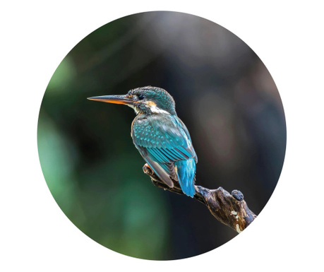 Okrągła fototapeta The Kingfisher, 190 cm