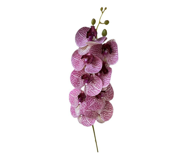 Стрък орхидея с наситено лилави детайли