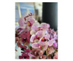 Стрък орхидея с светлорози детайли