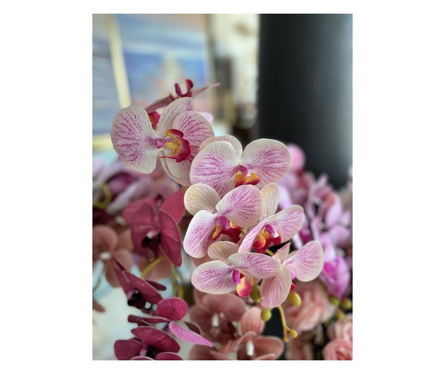 Стрък орхидея с светлорози детайли