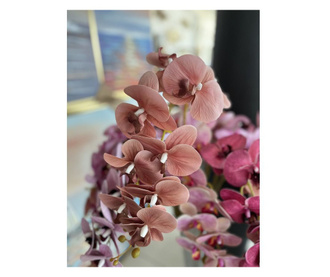 Стрък орхидея в розово-бежов цвят