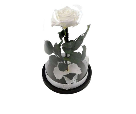 Trandafir criogenat natural mare, pe pat de petale, in cupola mare de sticla cu baza neagra - Alb