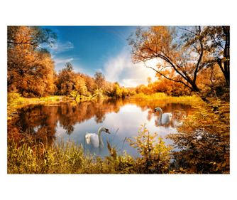 Fototapeta samolepilna Natura169 Jesenska bakrena z labodom na jezeru, 200 x 150 cm