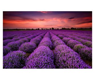 Fototapeta Lavandino polje u zalazu sunca, 200 x 150 cm