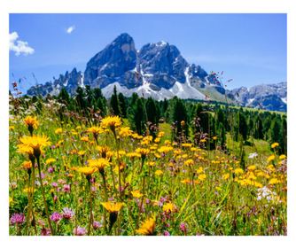 Самозалепващи и миещи се тапети за стена Natura101, 150 х 205 см